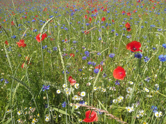 Acker mit Blumen